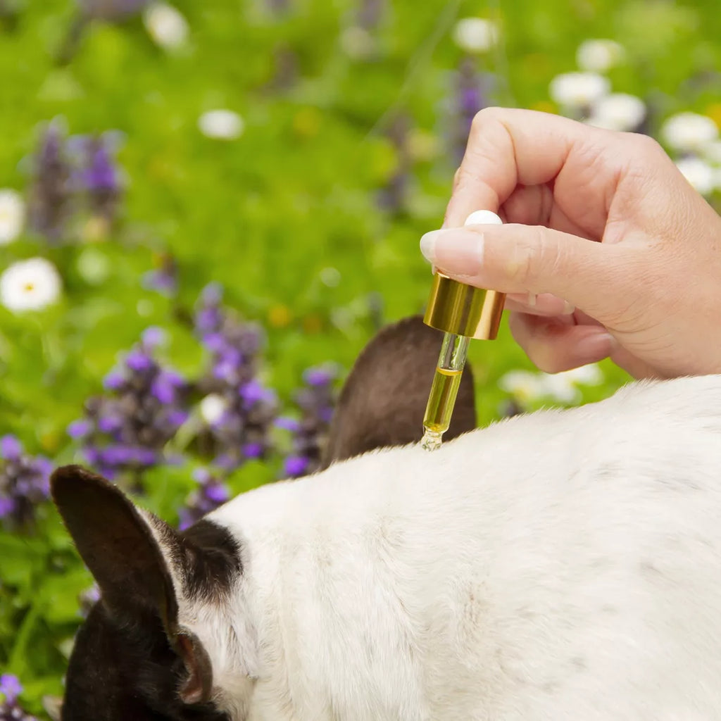Antiparasitaire pour chien : L'huile Élixir Fèléfuir